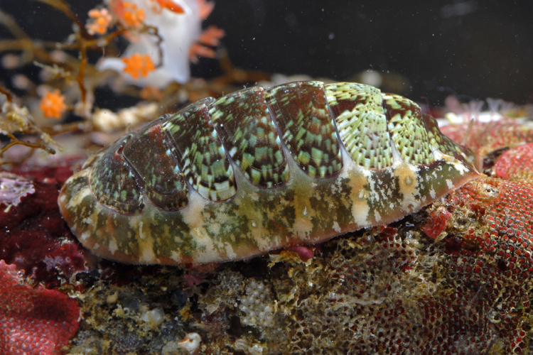 Dendrochiton flectens